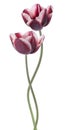 Tulip Royalty Free Stock Photo