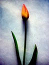 Tulip