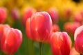Tulip Royalty Free Stock Photo