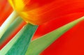 Tulip Royalty Free Stock Photo