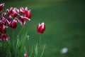 Tulip Royalty Free Stock Photo