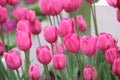 Tulip Royalty Free Stock Photo
