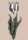 Tulip, abstract vintage flower. Hand-drawing, vector retro illustration Royalty Free Stock Photo