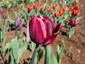 Tulip African queen bearing single, cup-shaped flowers with mauve outsides fading to white at their margins, marked with yellow at Royalty Free Stock Photo