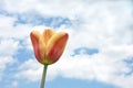 Tulip against cloudy sky
