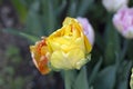 Tulip Akebono is an elegant, large yellow tulip with a peach blush and a thin red edge, truly unique! Royalty Free Stock Photo