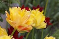 Tulip Akebono is an elegant, large yellow tulip with a peach blush and a thin red edge, truly unique! Royalty Free Stock Photo
