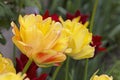 Tulip Akebono is an elegant, large yellow tulip with a peach blush and a thin red edge, truly unique!