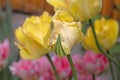 Tulip Akebono is an elegant, large yellow tulip with a peach blush and a thin red edge, truly unique! Royalty Free Stock Photo