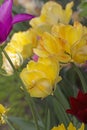 Tulip Akebono is an elegant, large yellow tulip with a peach blush and a thin red edge, truly unique!