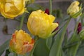 Tulip Akebono is an elegant, large yellow tulip with a peach blush and a thin red edge, truly unique!