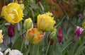 Tulip Akebono is an elegant, large yellow tulip with a peach blush and a thin red edge, truly unique!