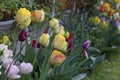 Tulip Akebono is an elegant, large yellow tulip with a peach blush and a thin red edge, truly unique!