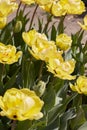 Tulip Akebono, yellow flowers in spring Royalty Free Stock Photo