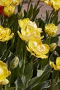 Tulip Akebono, yellow flowers in spring Royalty Free Stock Photo