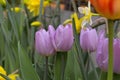 Tulip \'Alibi\' features large, cup-shaped, lavender-pink blossoms in mid-spring.