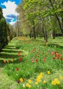 Tulip alley in the Kropyvnytskyi arboretum, Ukraine