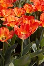 Tulip American Dream, orange and yellow flowers in spring