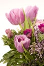 Tulip, Anemone, Lilac & Berries Royalty Free Stock Photo