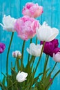 Tulip Angelique. Double Peony shape Tulip. Late flowering tulip