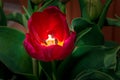 Tulip anthers with pollen grains of red Tulip flower. Royalty Free Stock Photo