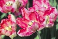 Tulip Apricot Parrot Tulipa, Liliaceae in spring Royalty Free Stock Photo