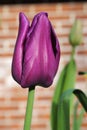 Tulip Attila