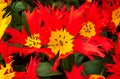 Tulip Aximensis jord, red and yellow Royalty Free Stock Photo