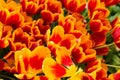 Tulip. Beautiful bouquet of tulips. colorful tulips. tulips in spring,colourful tulip