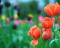 Tulip. Beautiful bouquet of tulips. colorful tulips. tulips in s