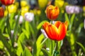 Tulip. Beautiful bouquet of tulips. colorful tulips. tulips in spring,colourful tulip