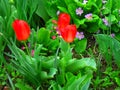 Tulip. Beautiful bouquet of tulips. colorful tulips. tulips in spring, colourful tulip