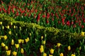 Tulip. Beautiful bouquet of tulips. colorful tulips. tulips in spring,colourful tulip