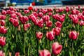 Tulip. Beautiful bouquet of tulips. colorful tulips. tulips in spring, colourful tulip