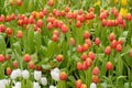 Tulip. Beautiful bouquet of tulips. tulips in spring,colourful tulip