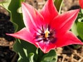 Tulip