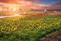 Tulip and beautiful landscape with sunrise