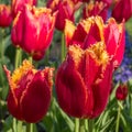 Tulip. Beautiful red buds terry tulip closeup.