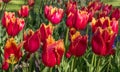 Tulip. Beautiful red buds terry tulip closeup.