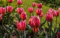 Tulip. Beautiful red buds of a tulip close-up. Flowers just start to blossom.