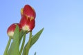 Tulip beautiful spring colorful flowers close up