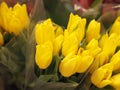 Tulip. Beautiful yellowtulips flowers Royalty Free Stock Photo