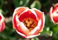 Beautiful white and red tulip flower close up view Royalty Free Stock Photo