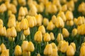 Tulip. Beautiful yellow tulips flowers in spring garden, floral background