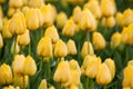 Tulip. Beautiful yellow tulips flowers in spring garden, floral background Royalty Free Stock Photo