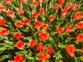 Tulip efflorescence