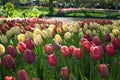 Tulip Beds Royalty Free Stock Photo