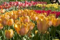 Tulip Beds Royalty Free Stock Photo