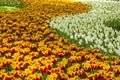 Tulip Beds Royalty Free Stock Photo
