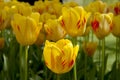 Tulip Beds Royalty Free Stock Photo